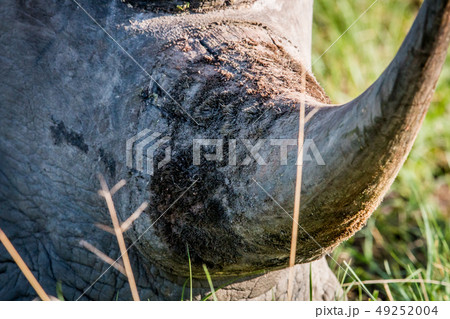 Close up of a White rhino horn. Close up of a White rhino horn. 49252004