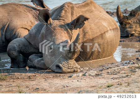 Big White rhino laying in the water, South Africa. Big White rhino laying in the water, South Africa. 49252013