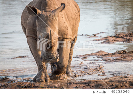 Big White rhino starring at the camera. Big White rhino starring at the camera. 49252046