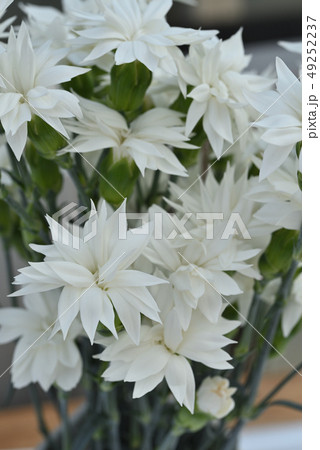 カーネーション（スター・スノー） 49252237