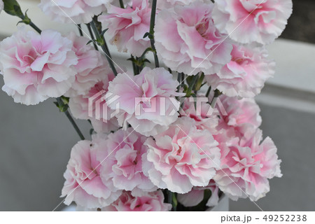 カーネーション(ファンシーフリル) カーネーション(ファンシーフリル) 49252238