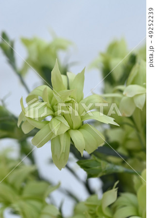 カーネーション カーネーション 49252239