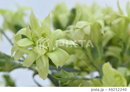 カーネーション 49252240