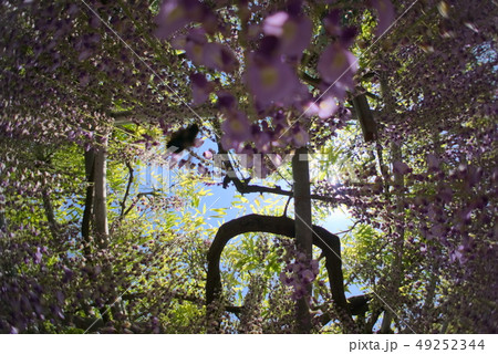 大分市 西寒田神社 大分市 西寒田神社 49252344