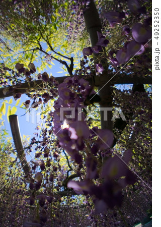 大分市　西寒田神社 49252350
