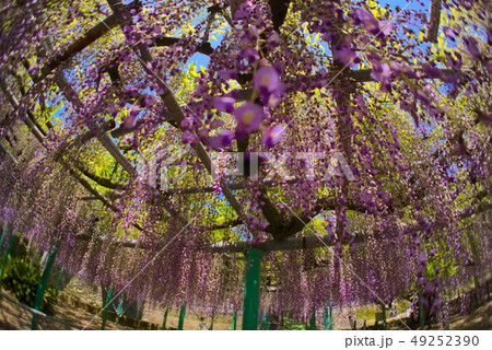 大分市　西寒田神社 49252390