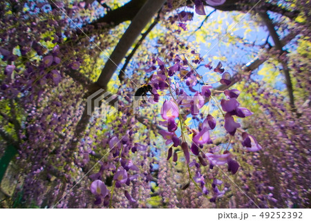 大分市 西寒田神社 大分市 西寒田神社 49252392