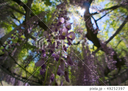 大分市　西寒田神社 49252397