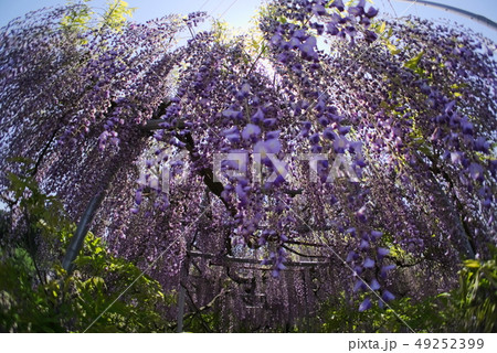 大分市　西寒田神社 49252399