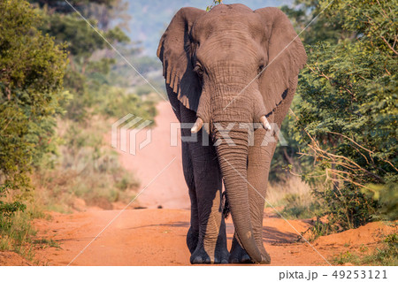 Big Elephant bull walking on the road. 49253121