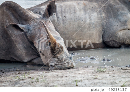 Close up of a White rhino laying down. Close up of a White rhino laying down. 49253137