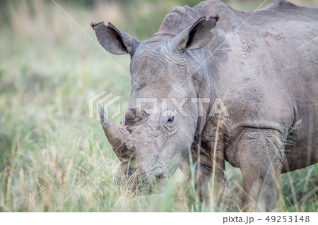 Close up of a White rhino in the grass. Close up of a White rhino in the grass. 49253148