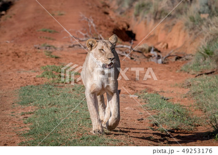 Lion walking towards the camera. 49253176