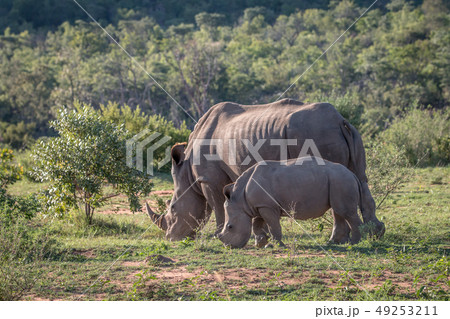 White rhino mother and baby in the grass. 49253211