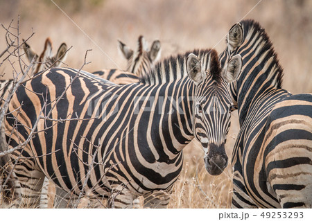 Zebras standing in the long grass. Zebras standing in the long grass. 49253293