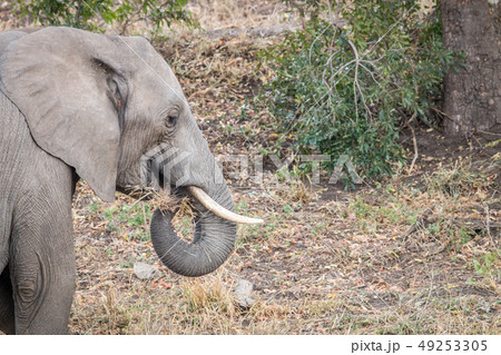 Side profile of an African elephant. Side profile of an African elephant. 49253305