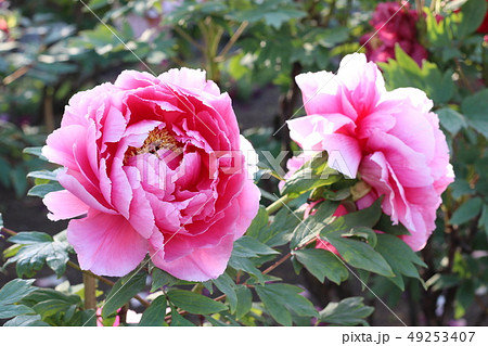 福島県の須賀川牡丹園の牡丹 福島県の須賀川牡丹園の牡丹 49253407