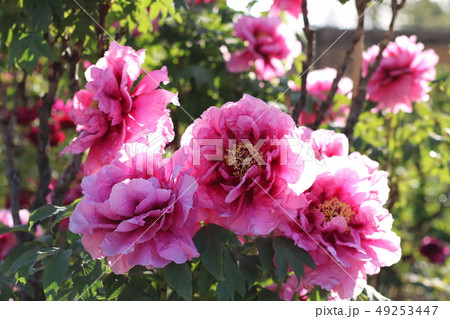 福島県の須賀川牡丹園の牡丹 49253447