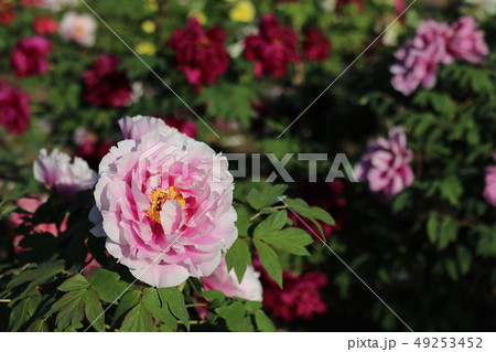 福島県の須賀川牡丹園の牡丹 49253452