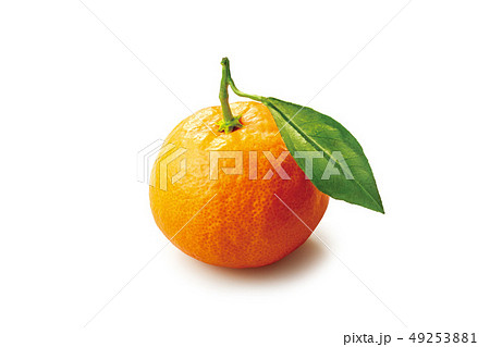 温州みかん 49253881