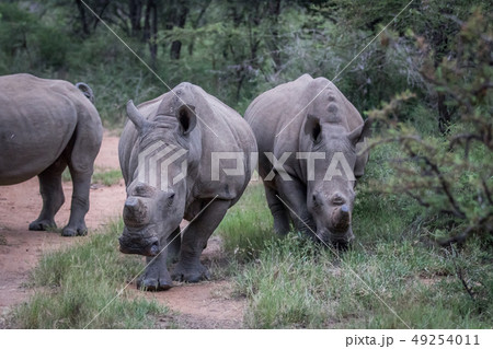 Group of White rhinos standing in the road. 49254011