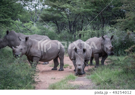 Group of White rhinos standing in the road. Group of White rhinos standing in the road. 49254012