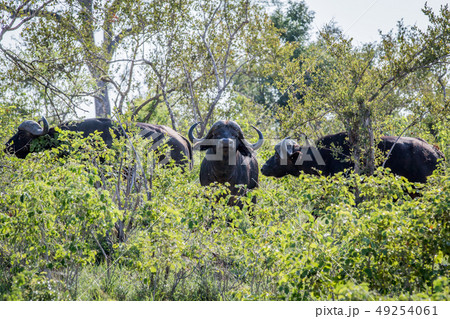 African buffaloes in the bushes. African buffaloes in the bushes. 49254061