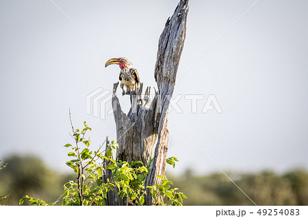 Yellow-billed hornbill on a branch. Yellow-billed hornbill on a branch. 49254083