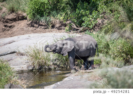 Two Elephants drinking in the Kruger. 49254281