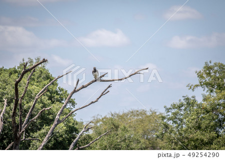 Martial eagle on a branch in the Kruger. 49254290