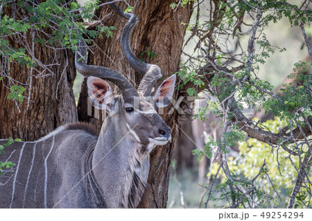 Close up of a Kudu bull in Kruger. 49254294