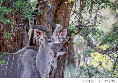 Close up of a Kudu bull in Kruger. 49254295