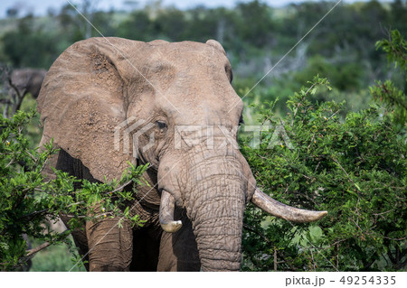 Close up of an African elephant. Close up of an African elephant. 49254335