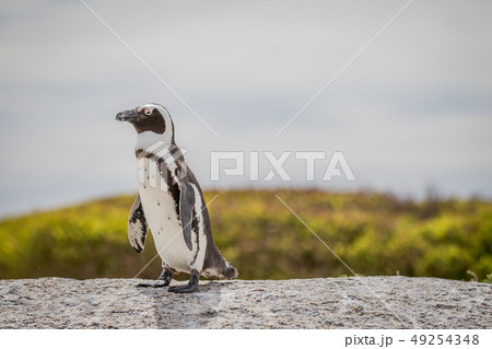 African penguin standing on a rock. 49254348