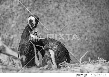 Two African penguins bonding in the sand. 49254353