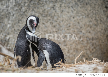 Two African penguins bonding in the sand. Two African penguins bonding in the sand. 49254354