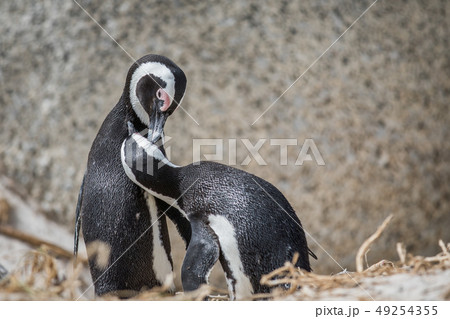 Two African penguins bonding in the sand. 49254355