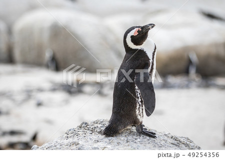 African penguin standing on a rock. African penguin standing on a rock. 49254356