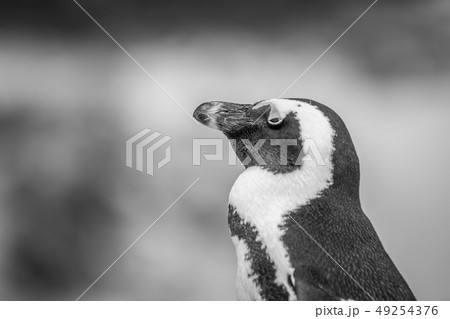 Close up of an African penguin. Close up of an African penguin. 49254376