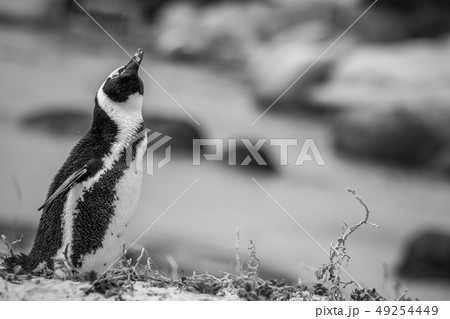 African penguin standing in the sand. 49254449