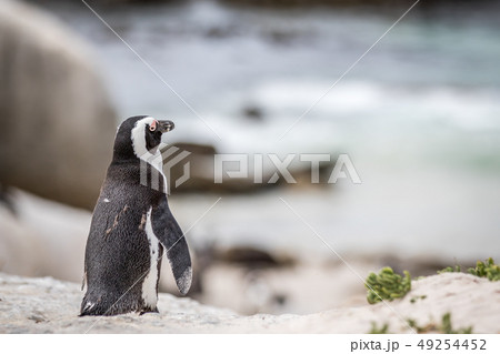 African penguin standing in the sand. 49254452