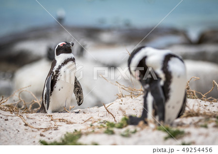 Two African penguin standing in the sand. 49254456