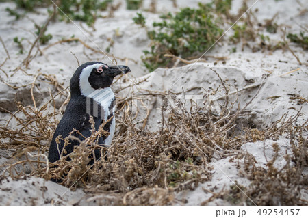 African penguin standing in the sand. 49254457