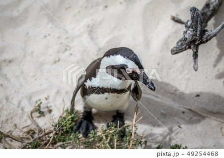 African penguin standing in the sand. 49254468