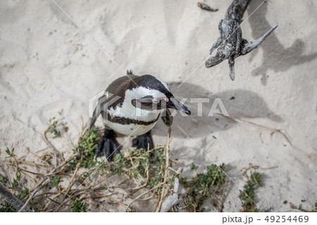 African penguin standing in the sand. African penguin standing in the sand. 49254469