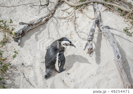 African penguin standing in the sand. African penguin standing in the sand. 49254471