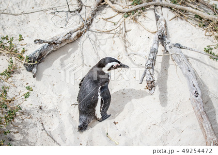 African penguin standing in the sand. African penguin standing in the sand. 49254472