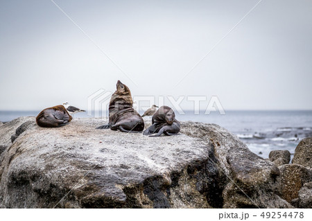Cape fur seals sitting on a rock. 49254478