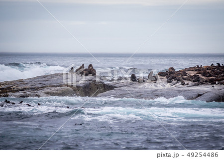 Cape fur seals sitting on a rock. Cape fur seals sitting on a rock. 49254486