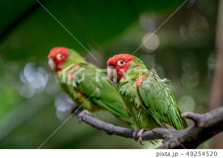 Red headed conure on a branch. Red headed conure on a branch. 49254520